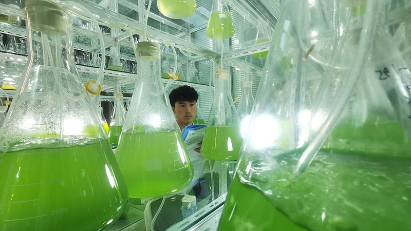 CRo实施流程五步法：揭秘生物制药研发的标准化路径